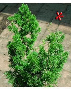 Ming Asparagus refractus 'Asparagus Fern'