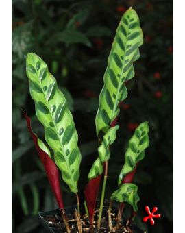 Goeppertia Calathea lancifolia 'Rattlesnake Plant'