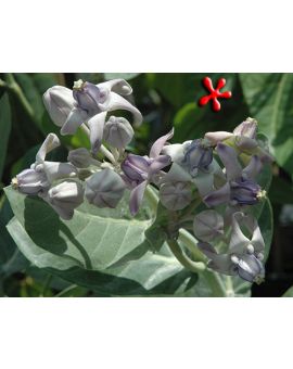 Calotropis gigantea 'Giant Milkweed'