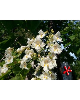 Catalpa bignonioides 