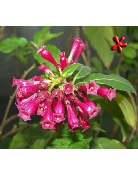 Cestrum 'Compact Purple'