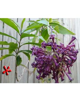 Cestrum 'Upright Purple'