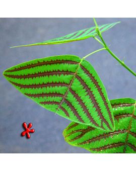 Christia obcordata 'Stripe' 'Butterfly Plant'