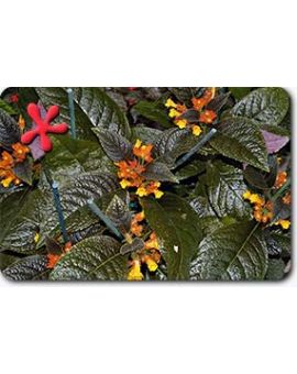 Chrysothemis pulchella 'Copper Leaf'