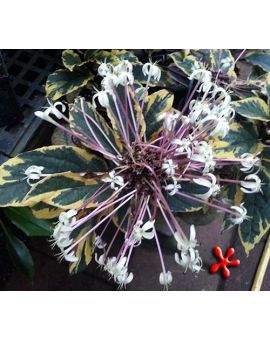 Clerodendrum quadriloculare variegated 