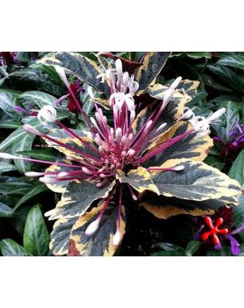 Clerodendrum quadriloculare variegated 