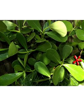 Clusia rosea 'Autograph Tree'