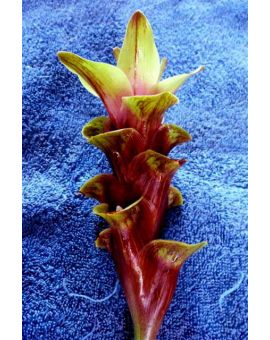 Curcuma 'Green Pearl'