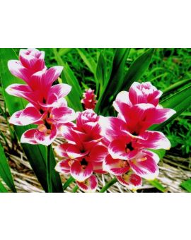 Curcuma 'Precious Patumma'