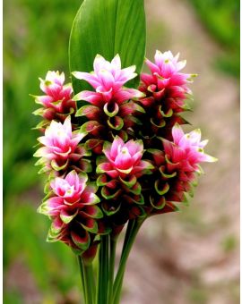 Curcuma 'Twister Curcuma'