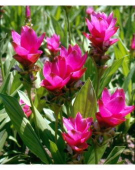Curcuma alismatifolia 'Chiangmai Dark Pink'
