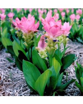 Curcuma alismatifolia 'Chiangmai Short Pink'
