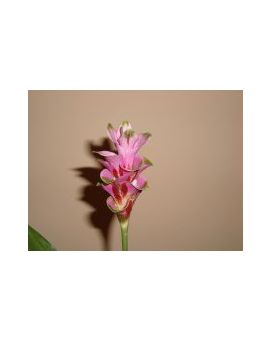 Curcuma Hybrid 'Parrot Curcuma'