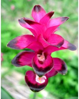 Curcuma sparganifolia 'Siam Ruby'