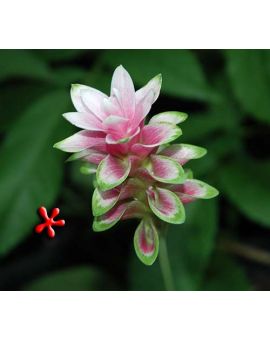 Curcuma 'Twister Curcuma'