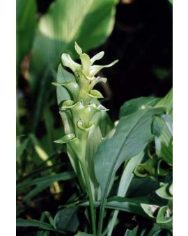 Curcuma harmandii 'Emerald Pagoda'