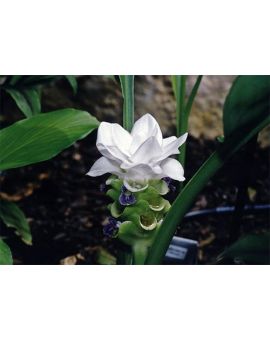 Curcuma thorelli 'Chiang Mai Snow'