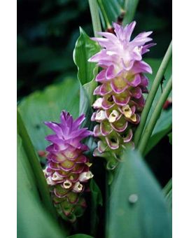 Curcuma cordata 'Jewel of Thailand'