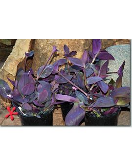 Tradescantia pallida 'Fat Leaf Wandering Purple Heart'