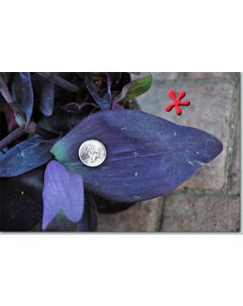 Tradescantia pallida 'Fat Leaf Wandering Purple Heart'