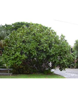 Ficus lyrata 'Fiddle-Leaf Fig'