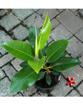 Ficus macrophylla 