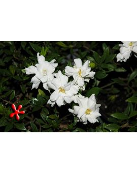 Gardenia jasminoides 