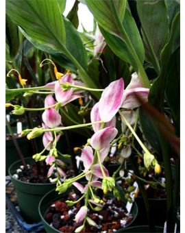 Globba 'Angel Wings'