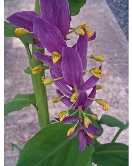 Globba Blue Hawaii