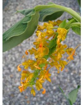 Globba x 'Golden Dragon''