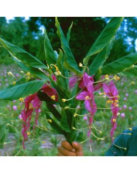 Globba magnifica 'Dancing Lady Ginger'