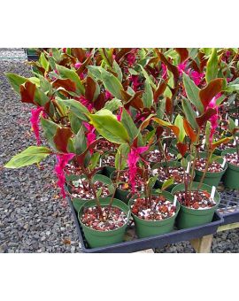 Globba 'Sangria'