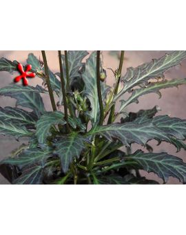 Gynura aurantiaca 'Purple Velvet Plant'