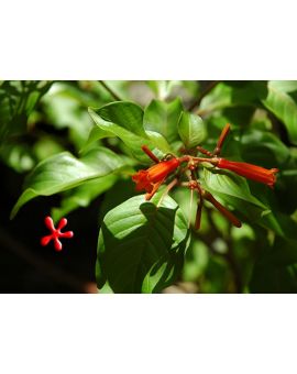 Hamelia x 'Holik'