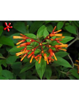 Hamelia patens 'Compacta'