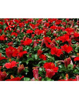 Hibiscus 'Baja Breeze Coral'