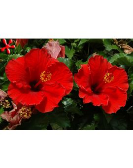 Hibiscus 'Baja Breeze Coral'