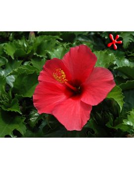 Hibiscus 'Pink Versicolor'