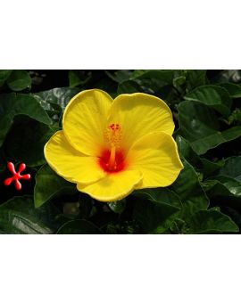Hibiscus 'Sunny Wind'