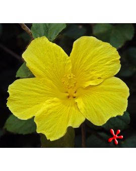 Hibiscus 'Yellow Flower'