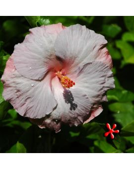 Hibiscus rosa-sinensis 'Tylene Blue'