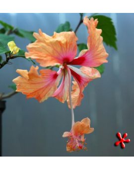 Hibiscus El Capitolio 'Peach Flower'