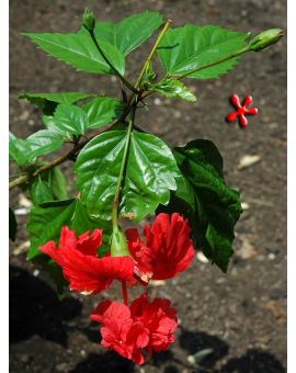 Hibiscus El Capitolio 'Red Poodle Flower'
