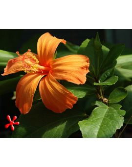 Hibiscus kokio 'Orange'