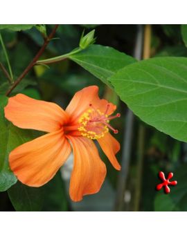Hibiscus kokio 'Orange'
