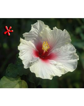 Hibiscus rosa-sinensis 'Madame Dupont'