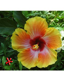 Hibiscus rosa-sinensis 'Cosmic Dancer'