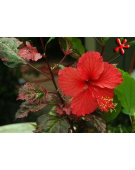 Hibiscus rosa-sinensis 'Red Wave'