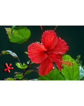Hibiscus rosa-sinensis 'Red Wave'