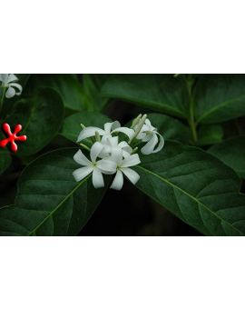 Holarrhena pubescens 'Tree Jasmine'